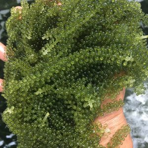 Uvas de Mar Secas de Alta Calidad para Exportación a Canadá, Australia y Japón, Mejor Precio al por Mayor, Listas para Cocinar, Ideales para Ensaladas - Product Image 1