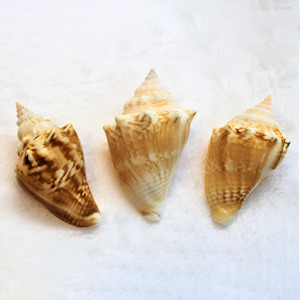 ลูกปัดเปลือกหอยเปลือกหอยสำหรับทำหัตถกรรมเปลือกหอย - Product Image 4