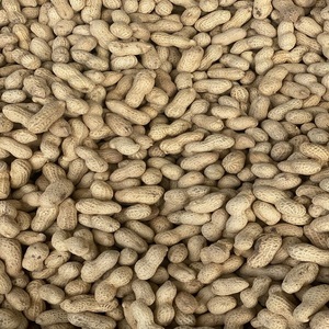 Arachides brutes de qualité supérieure Java 100% – Grains d'arachide de haute qualité en vrac – Fournisseur en gros – Riches en protéines - Product Image 5