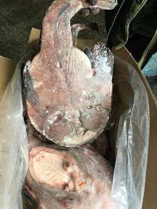 ปลาแองเกลอร์แช่แข็งเกรดพรีเมียม ขายส่งจำนวนมาก เกรดอาหาร พร้อมจัดส่ง คุณภาพสูงสุด ผู้จัดจำหน่ายส่งออก - Product Image 6