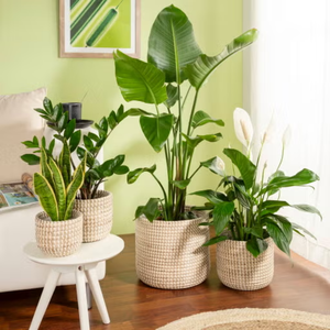 Ensemble de pots de fleurs d'intérieur en jonc de mer OEM ODM, paniers tissés pour plantes, paniers de rangement décoratifs en provenance du Vietnam - Product Image 5