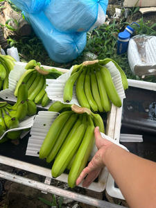 Vietnam Highland Cavendish Bananas Premium Export Grade Textura dulce y firme Embalado para supermercados e importadores - Product Image 2