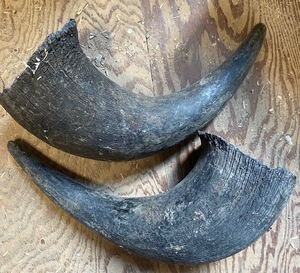 Juguetes y Golosinas para Perros de Cuerno de Búfalo Pulido 100% Natural y Ecológico, de Larga Duración, Sin Granos, Hechos a Mano, Cuerno de Búfalo para Masticar - Product Image 1