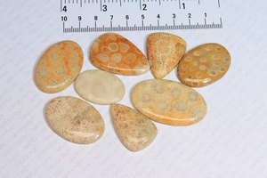 Atractivo Coral Fósil Jaspeado en Formas Variadas, Tamaño Personalizable, Cabujón de Coral Fósil Jaspeado Pulido y Liso, Regalo para Ella - Product Image 4
