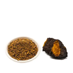 High Quality Chaga Mushroom Powder Natural Herbal Extract Fine Powder Rich in Antioxidants for Health Wellness Wholesale Supply - Product Image 1