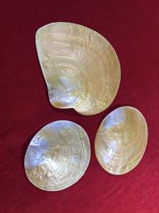Polished Mother of Pearl Plate Vietnam Natural Shell Material for Jewelry Tray Serving Decor Table Use Handmade - Product Image 3