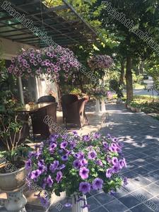 Calcaire bluestone personnalisé de qualité supérieure du Vietnam Finition aiguisée de style design moderne pour les sols de salon de villas de luxe - Product Image 5