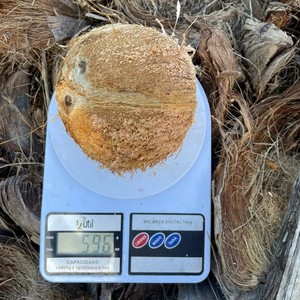 Noix de coco décortiquée Coco seco Coco secco sgusciato à faible humidité du Vietnam pour les acheteurs (WA +84914319488) - Product Image 1
