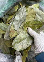 Dried Soursop Leaves Fermented Broken <b>Tea</b> Brew Hot Water Organic Health <b>Tea</b> Non Sugar 50gr <b>Box</b> Packaging EXPAD CO Grade a - Product Image 2