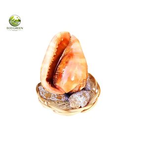 Coquille de mer rouge naturelle de qualité supérieure, décorative, pour maison de plage, mariage, aquarium et décoration artisanale - Product Image 3