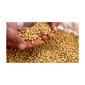 Soja jaune non-OGM de haute qualité - Grains de soja (8,0 mm) de qualité supérieure non-OGM - Product Image 3