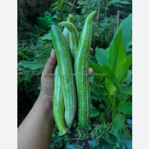 Calabaza Fresca Premium Grado A, Suministro Directo de Granja, Calidad de Exportación, Vegetal Tropical Orgánico de Bangladesh, Seis Estaciones - Product Image 5