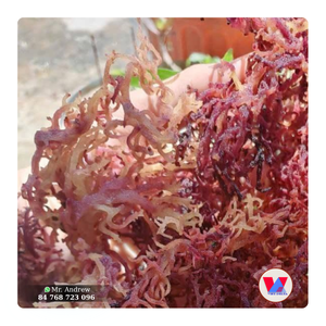 MUSGO MARINO MORADO SECADO ECOLÓGICO MÁS VENDIDO, Algas Cottonii Crudas Espinosas de Baja Humedad para B2B, Extracto de Gelatina y Gomitas de Agar - Product Image 1