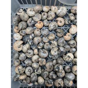 แอมโมไนต์สีดำธรรมชาติ ขัดเงาเต็มรูปแบบ ขนาด 2-5 ซม. สำหรับทำเครื่องประดับ งานฝีมือ และของสะสม - Product Image 2