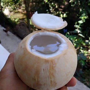Jeune noix de coco garnie facile à ouvrir Jus de noix de coco frais du Vietnam Jeune noix de coco garnie avec anneau de traction Douce savoureuse du Vietnam - Product Image 4