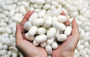 Coconuts en soie du Vietnam |   Coconuts de vermicelles de soie bruts 100% naturels |   Fournitures de beauté et de spa en gros | Exfoliant facial bio-organique - Product Image 2