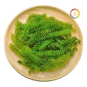 ผู้จัดจำหน่ายสาหร่ายทะเลแบบเป็นกิโลกรัม มีทั้งแบบสดและแบบแห้ง - Product Image 3