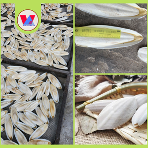 Hueso de Sepia Natural Blanqueado Disponible, 12-15cm, Hueso Seco para Aves, Juguete Masticable para Recortar el Pico de Loros, Venta al por Mayor - Product Image 3