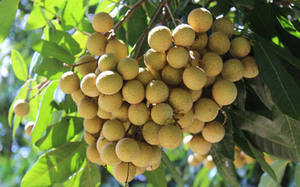 Pulpe de longane congelée sans noyau IQF, fournisseur en gros de fruits de longane - Product Image 5
