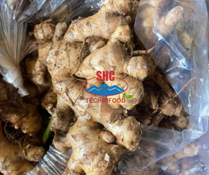 Gingembre frais naturel du Vietnam pour l'exportation, la transformation alimentaire et les importateurs en gros – Quantité conteneur complet - Product Image 1