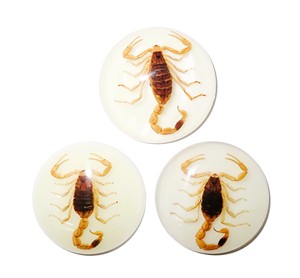 Golden Scorpion Real Specimen Plastic Cabochon Round 38x38 mm Glow Flat Bottom for Crafts and Jewelry Making - Product Image 1