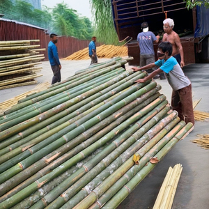 Piquets en bambou renforcés pour les cultures lourdes et les clôtures fabriqués à partir de matières premières de haute qualité - Product Image 1