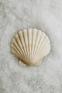 FAVORITO DE LOS CLIENTES 2026 Conchas de Vieira Blancas, Material Limpio para Arte, Manualidades y Decoración de Interiores, Calidad de Exportación Duradera - Product Image 3