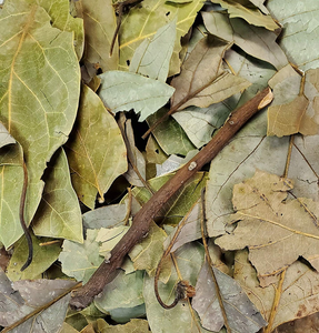 Hojas de Aguacate Secas al por Mayor, Exportador de Hojas de Aguacate Secas a Granel, Hojas de Aguacate Secas de Alta Calidad ANGLE - Product Image 4
