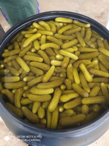 Cornichons marinés GGI <span class=keywords><strong>en</strong></span> saumure, goût sucré, cornichons frais <span class=keywords><strong>en</strong></span> <span class=keywords><strong>conserve</strong></span> du Tamil Nadu, durée de conservation de 18 mois - Product Image 3