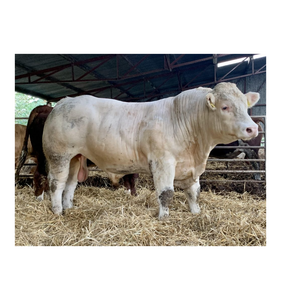 Fournisseur en gros de bétail Charolais de qualité supérieure, livraison en 7 à 14 jours en Afrique du Sud pour les éleveurs de bétail et les entreprises agricoles - Product Image 2