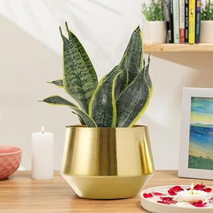 Pot de fleurs moderne en laiton, conteneur pour plantes d'intérieur, design minimaliste, finition chromée, décoration de bureau, finition dorée - Product Image 6