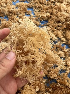Alga Cottonii Seca Gourmet, Textura Natural, Materia Prima para Fabricantes de Alimentos, Distribución Mayorista, Mercados Globales - Product Image 3