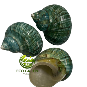 Coquillages turbo polies naturelles vertes, blanches et brunes pour la décoration d'aquariums, l'habitat des crabes ermites, l'artisanat côtier, vente en gros - Product Image 1