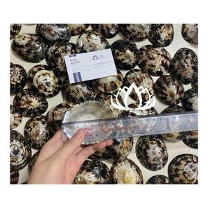 Copa de lactancia con cubierta de concha marina Limpet Shell 2026, la mejor valorada, para recolección de leche y protección del pezón - Product Image 1