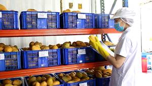 Mango 330ml bebida espumosa VINUT 24 latas de cartón sin azúcar OEM ODM etiqueta privada muestra gratis certificado Halal refrescante - Product Image 4