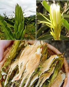 Flor de Pitaya Seca de Grado Alimenticio de Vietnam Sin Aditivos Flor Herbal - Product Image 4