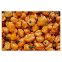 Exportklaar verse Habanero-peper met een hoog scherpteniveau voor industriële verwerking en voedingsmiddelen met toegevoegde waarde