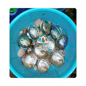 ALTA CALIDAD |   Conchas de abulón para incrustaciones de resina, obras de arte, exhibiciones decorativas y proyectos creativos de bricolaje, Vietnam - Product Image 1