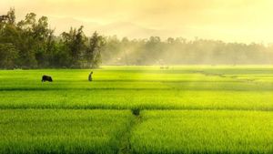 โรงงานผลิตบะหมี่เวียดนามสำเร็จรูปแบบ OEM/ODM รับปรุงสูตร บรรจุภัณฑ์ และสร้างแบรนด์ตามความต้องการสำหรับตลาดโลก พร้อมเสิร์ฟใน 4 นาที - Product Image 4