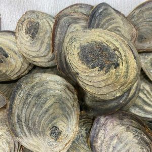 TENDANCES ACTUELLES : Coquille d'opercule de Murex pour la libération de parfum et la pratique de la méditation – Origine pure, matériau sûr, approvisionnement en vrac 2026 - Product Image 5
