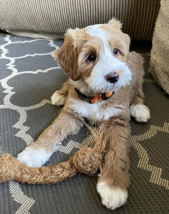 Masticable de Coco 100% para Perros que los Perros Adoran - Saludable, Sabroso y Duradero, Venta al por Mayor, OEM - Product Image 1