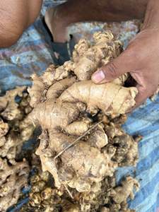Exportador de Jengibre Fresco de Vietnam que Suministra Jengibre Natural Premium para Compradores al por Mayor que Importan Pedidos de Contenedores Completos a Todo el Mundo - Product Image 4