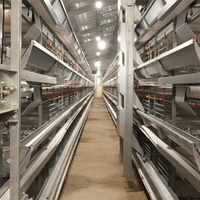 Cages à batterie automatiques de type H pour poules pondeuses, état neuf, avec système de convoyeur de collecte des œufs