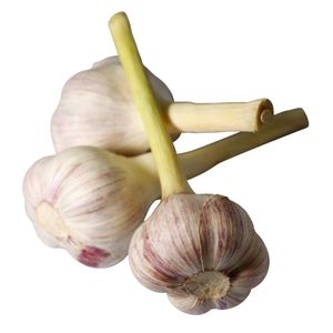 Ail blanc frais de qualité supérieure pour l'exportation, sélectionné pour les importateurs en gros recherchant des produits aromatiques naturels, conditionné pour la vente en gros - Product Image 5