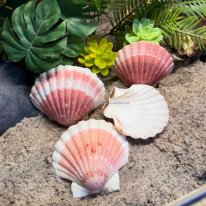 Conchas de Vieira a Granel KMI 9–12 cm Proveedor de Vietnam para Manualidades, Decoración y Uso DIY - Product Image 4