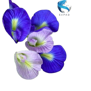 Flores de Guisante Mariposa Secas Listas para Suministrar, Pétalos Azules Naturales, Té Herbal, 18 Meses de Vida Útil, Bebida, Venta al por Mayor a Granel, Vietnam - Product Image 1