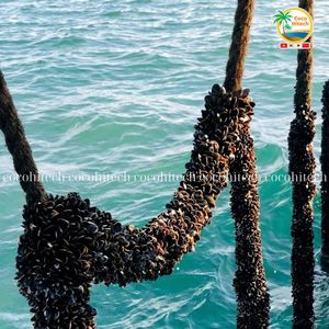 Corde en fibre de coco durable et écologique pour l'aménagement aquatique de COCO HITECH, Vietnam - Product Image 6
