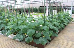 Gardening Climbing Vine Flower Stand Wear-resistant <b>Plastic</b>-coated Steel Pipe Plant Vegetable Support <b>Rod</b> Bracket Wholesale - Product Image 4