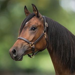 Durable &Adjustable Polo <b>Halter</b> for Horse Riding Durable Leather Comfortable Fit Equestrian Training Use Custom Made Polo <b>Halter</b> - Product Image 5