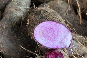 Yam morado congelado - Yam congelado listo para cocinar - Yam de calidad de exportación - Product Image 3